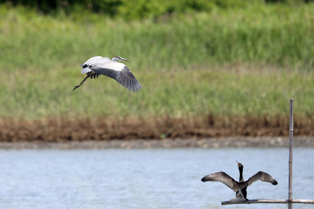 邪魔するカワウ
