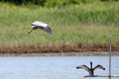 邪魔するカワウ