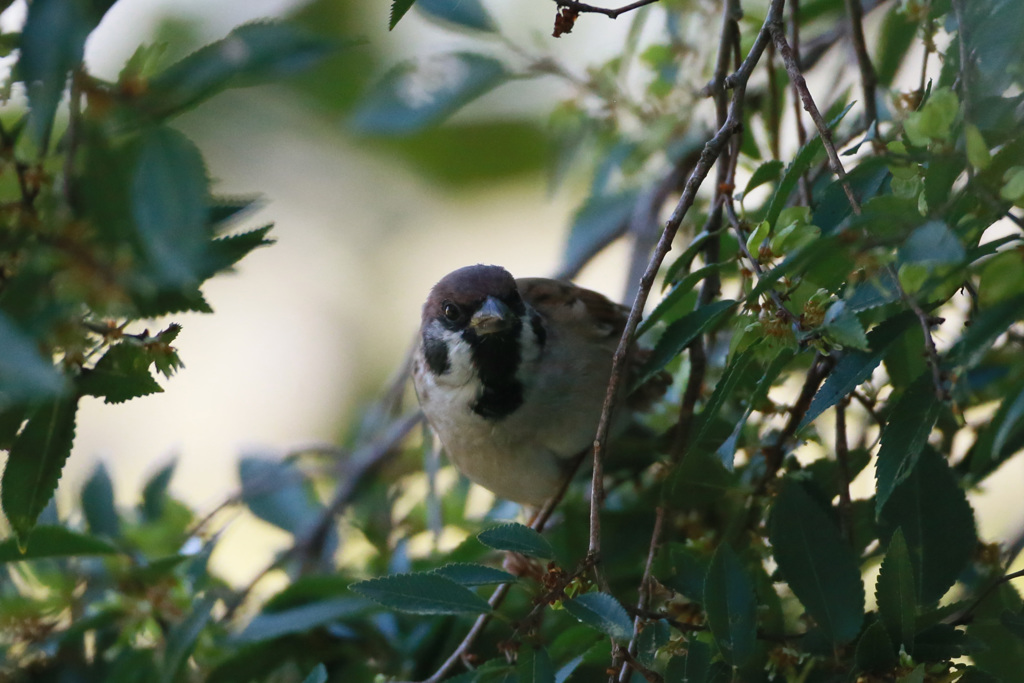 スズメシリーズ-3