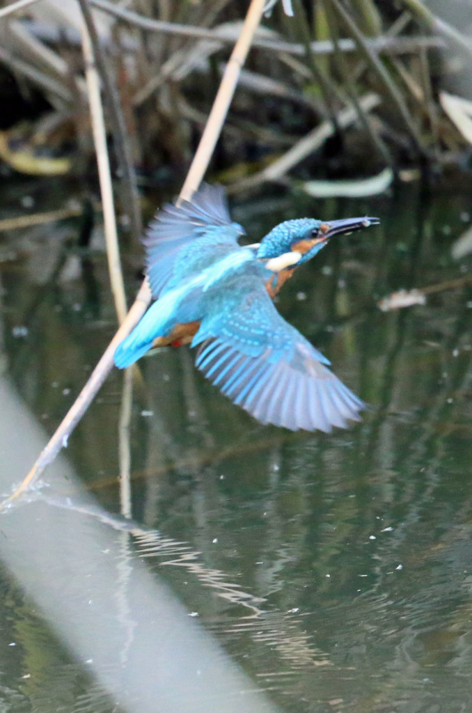 カワセミ飛び出し