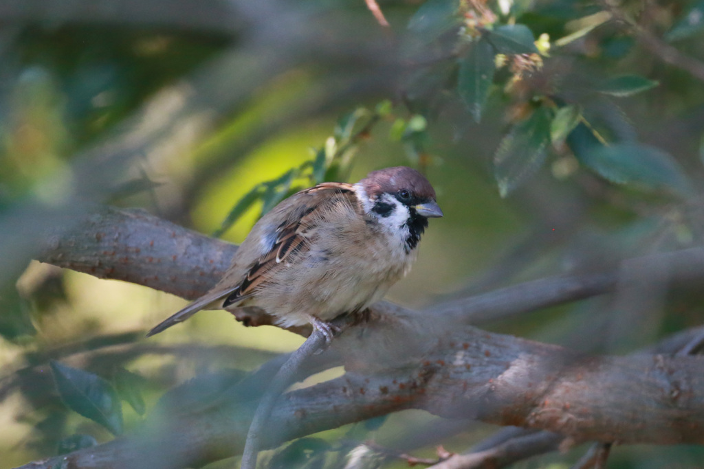 スズメシリーズ-2