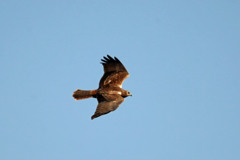 チュウヒの背中