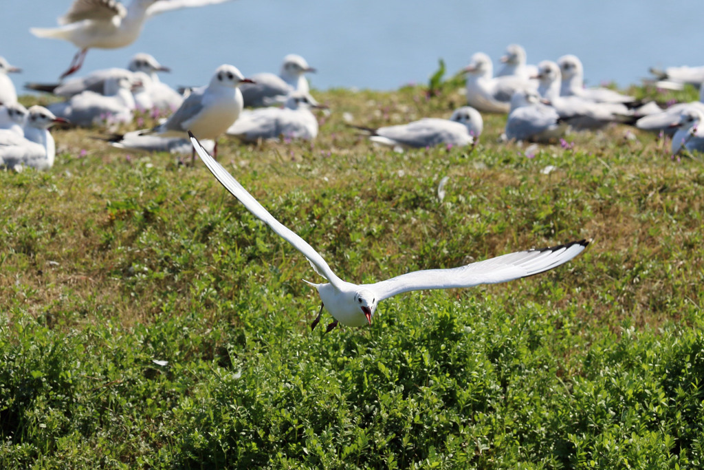 ユリカモメの舌