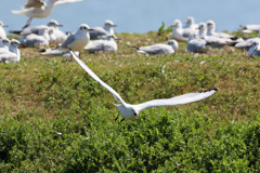 ユリカモメの舌