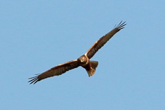 ちょっと下見る