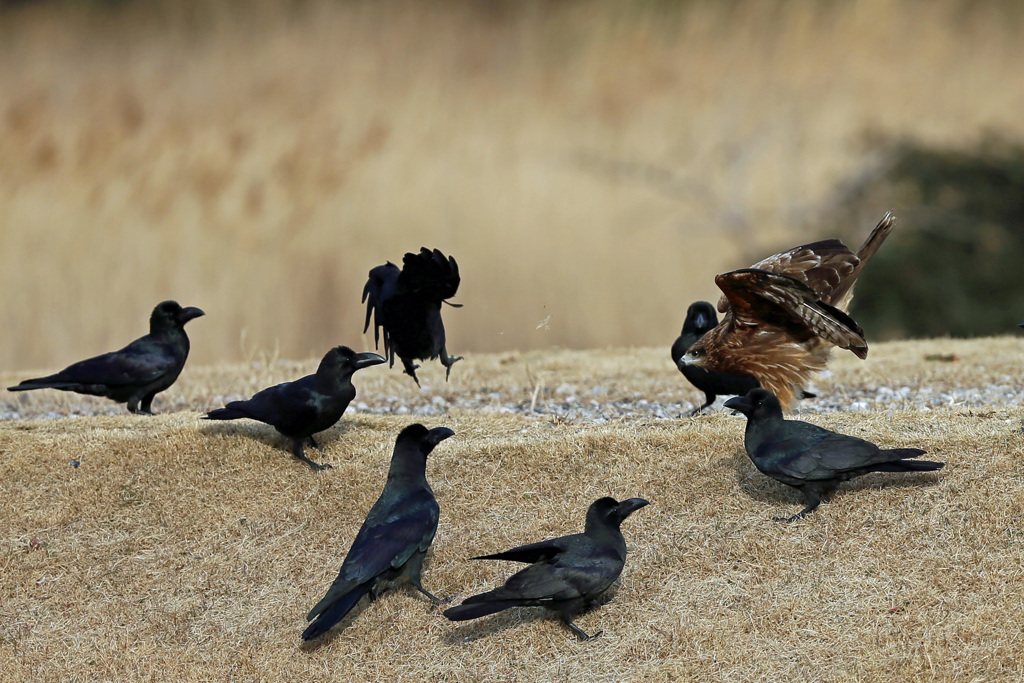 カラスの包囲網-2