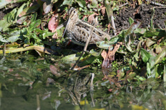 タシギのボーズ-1