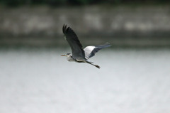 気持ちよさげに飛んでます