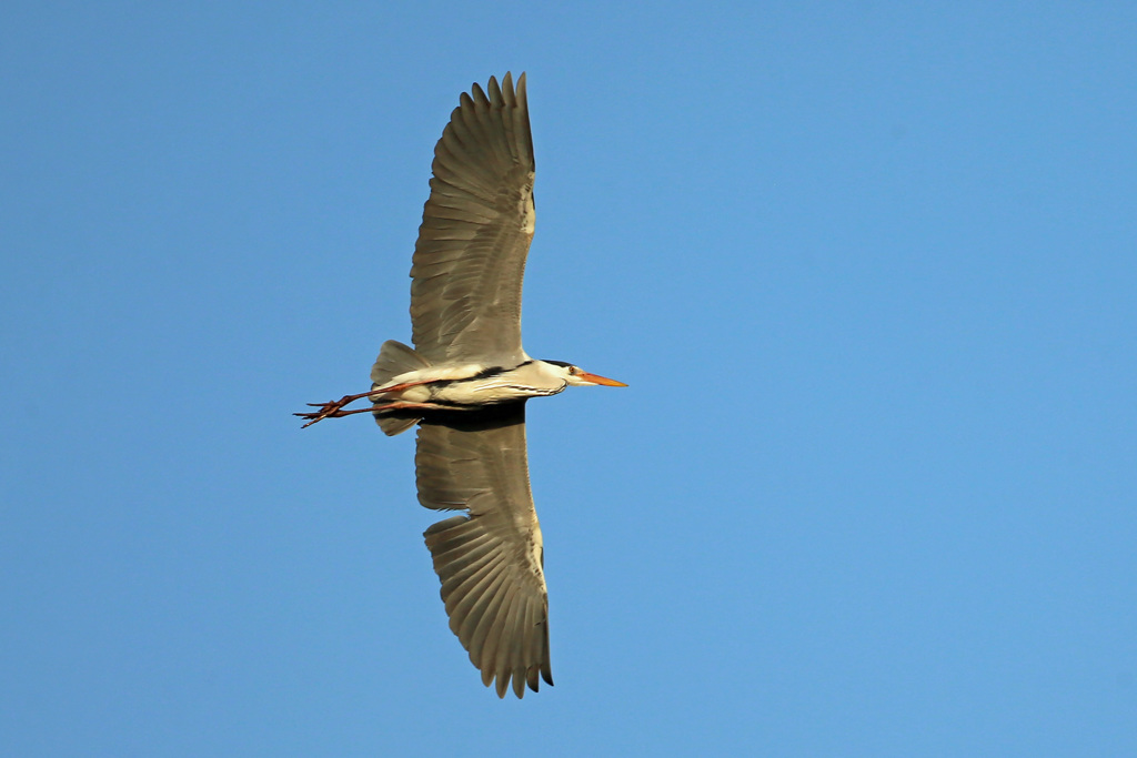 夕日を浴びて-1