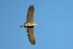 夕日を浴びて-1