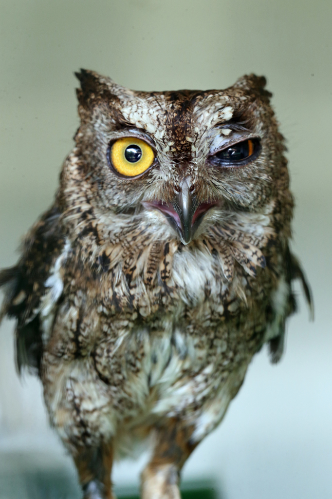 可愛いウインク