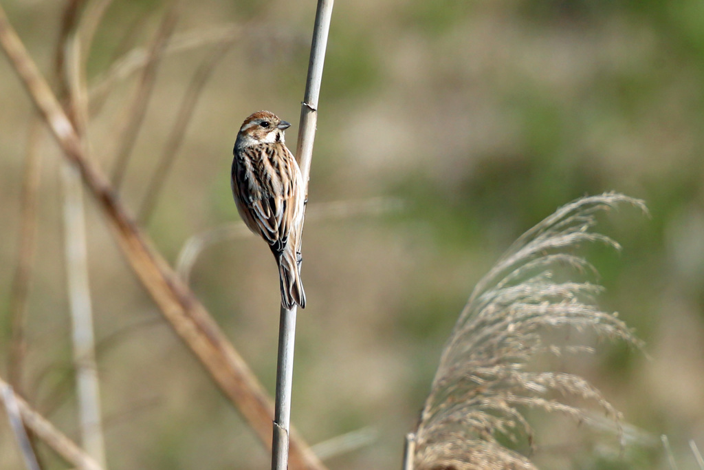 オオジュリンその1