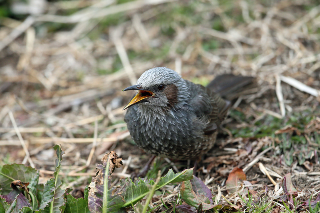 ヒヨドリの舌その2