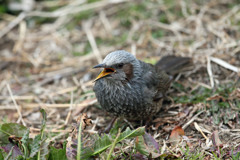 ヒヨドリの舌その2