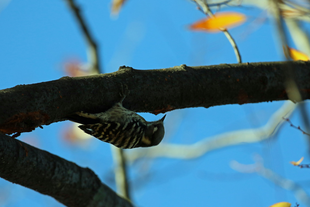 紅葉とコゲラ