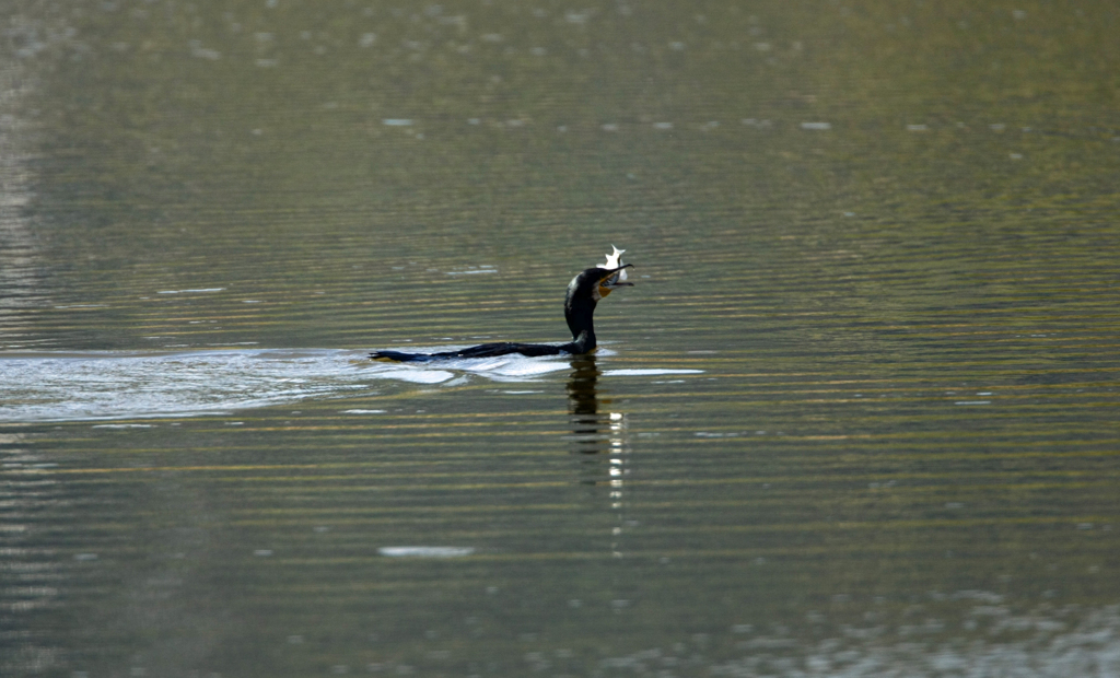 飲み込めるかな