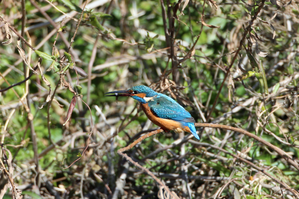 カワセミポーズ-5