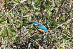 カワセミポーズ-5