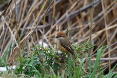 モズ子定番写真