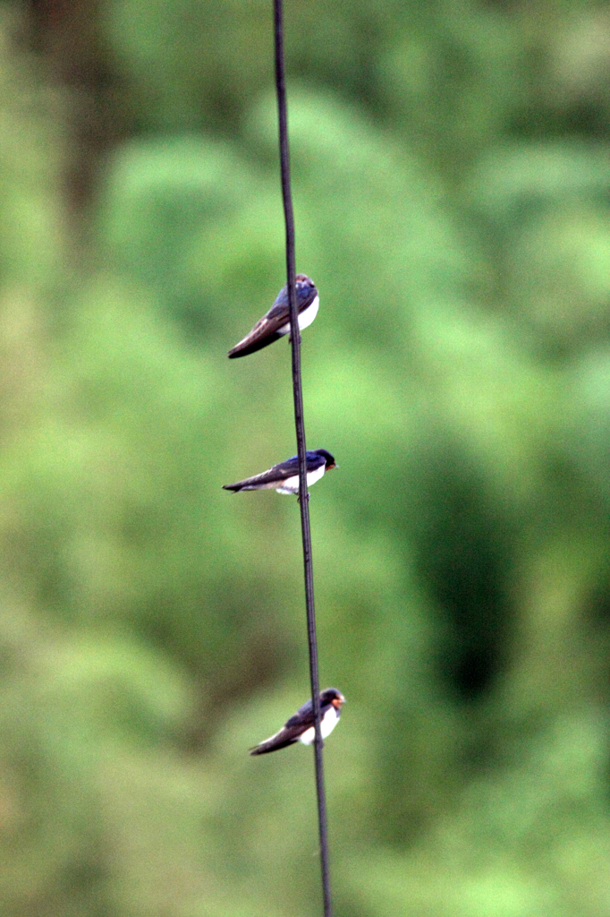 母ちゃんと息子と娘かな?