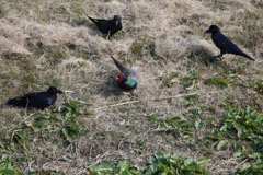 カラスに囲まれる