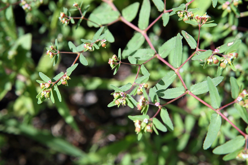 確か絶滅危惧種です