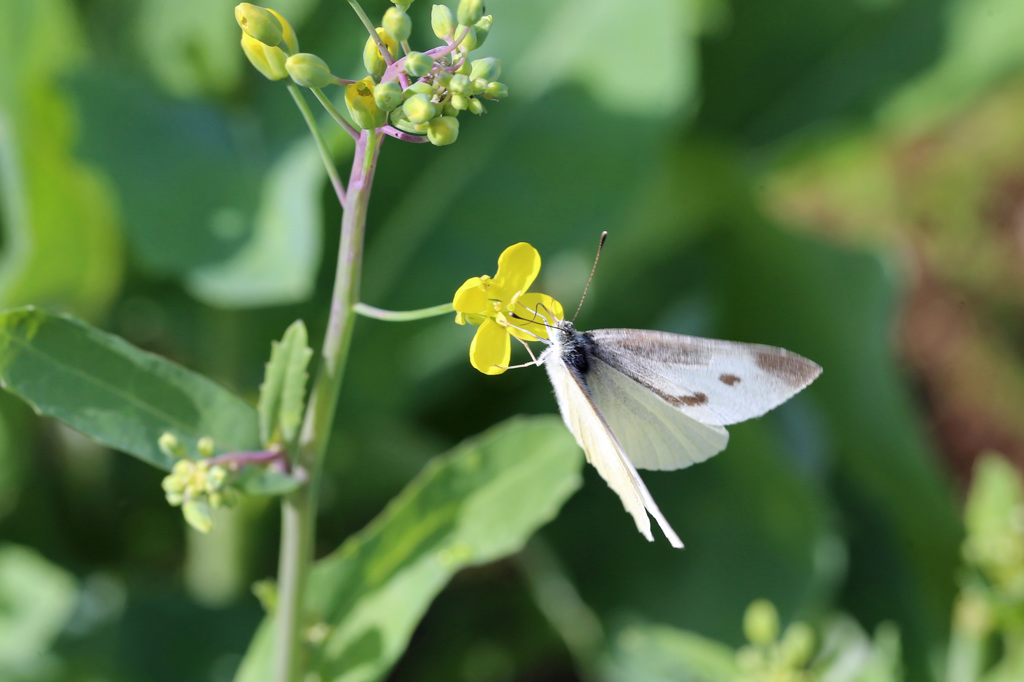 蝶さん定番ポーズ