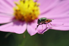 新製品シマシマレイバンさん