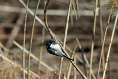 シジュウカラお食事中