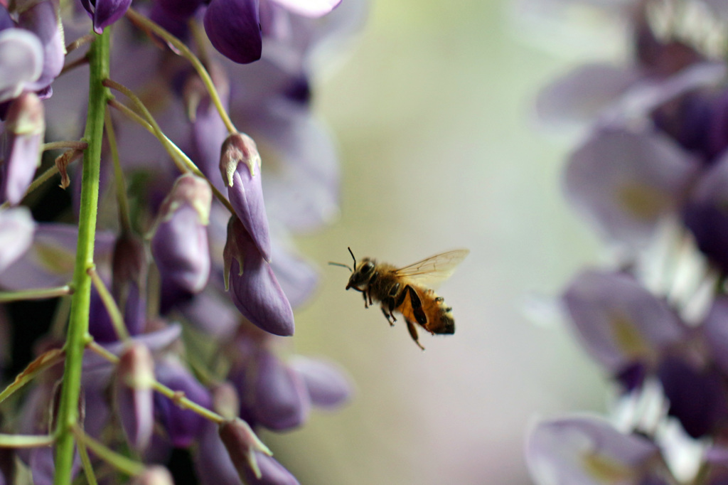 蜜蜂ホバリング
