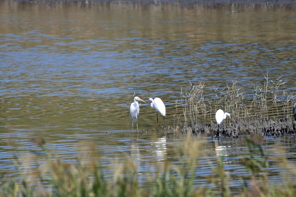 あらーキスしてる