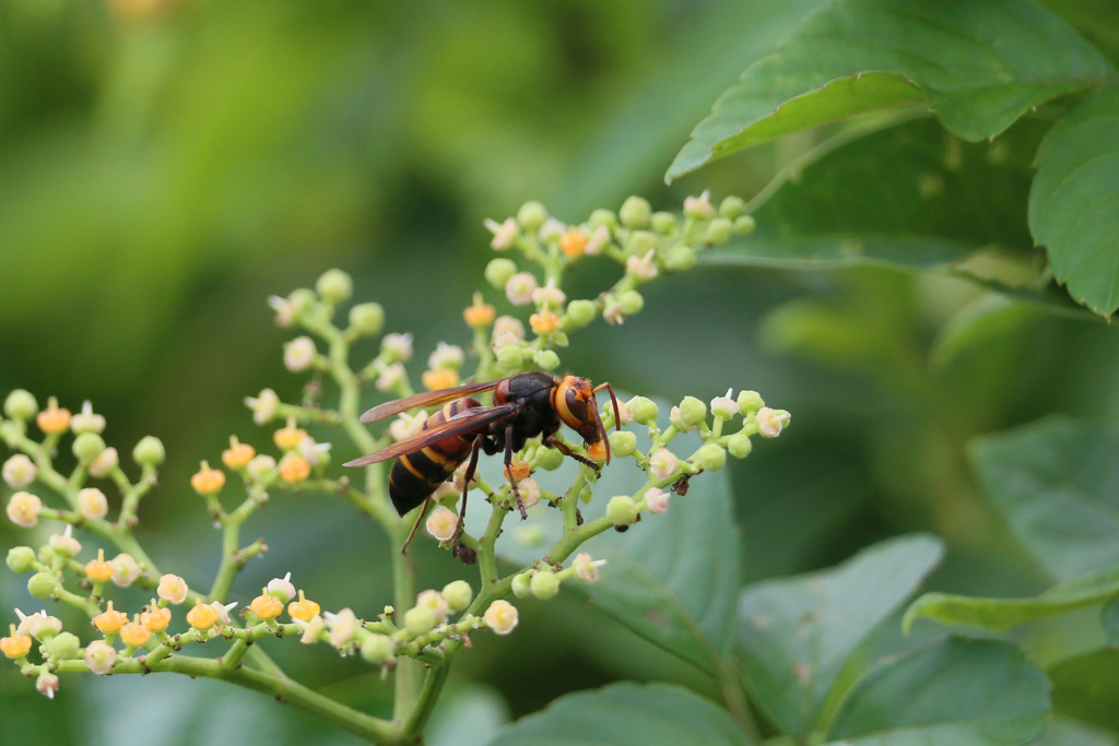 スズメバチ危険