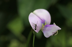 アリさんこんにちは