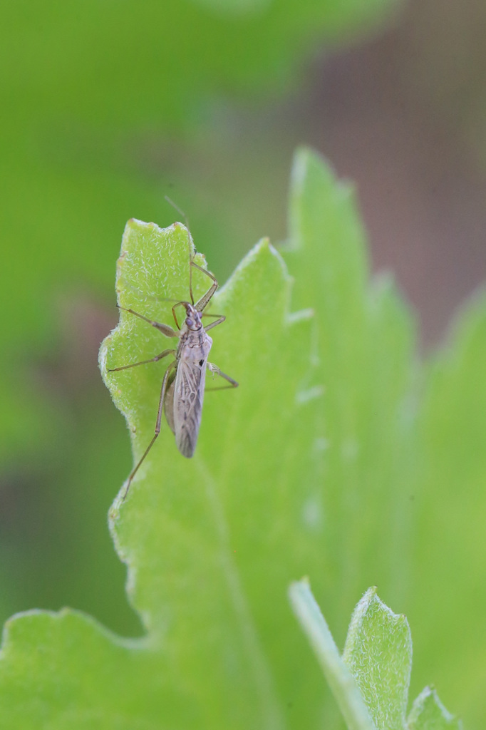 あなたはどちらさん