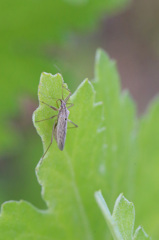 あなたはどちらさん