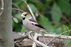 シメさん横構図