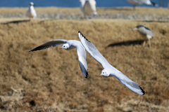 二羽で飛び出し