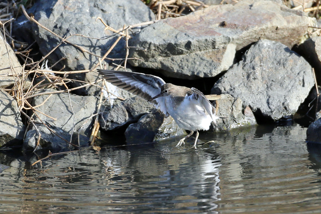 シャター押すの早かった
