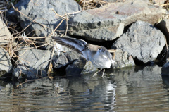 シャター押すの早かった