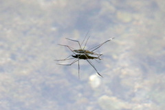 アメンボアップで