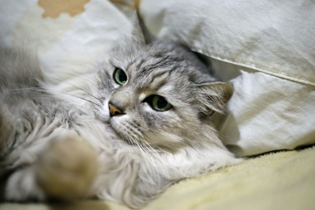 あったかいにゃ～