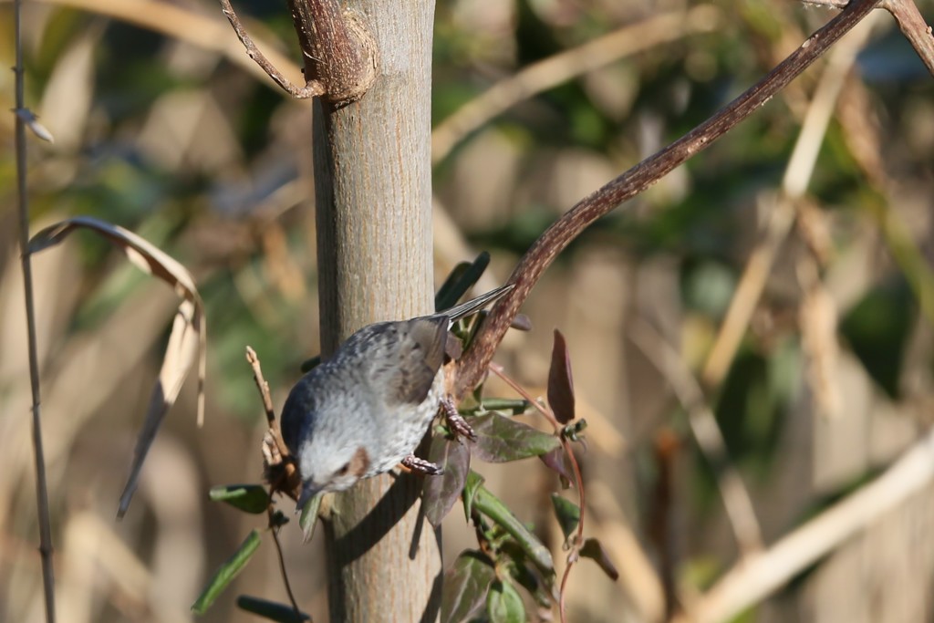ヒヨドリの飛び方-2