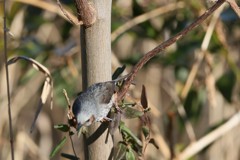 ヒヨドリの飛び方-2