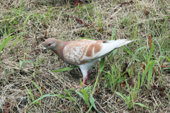 ハトのポートレート