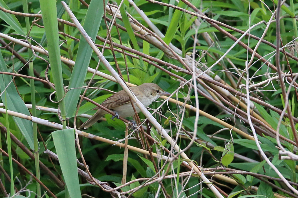 やっと見つけたオオヨシキリ-1