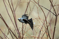 ヒヨドリ飛び出し