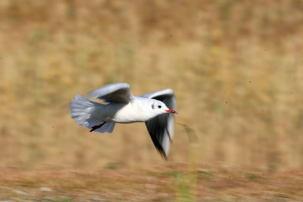 ユリカモメ流し撮り