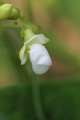 ツルナシインゲン