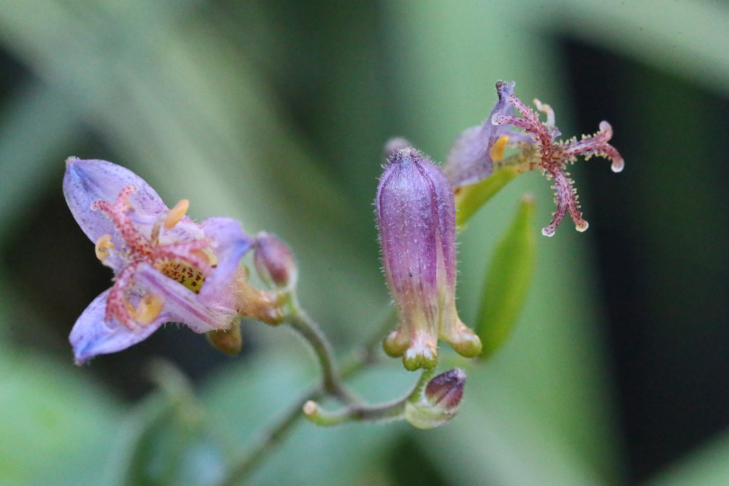 今年も咲きますホーホーホケキョ