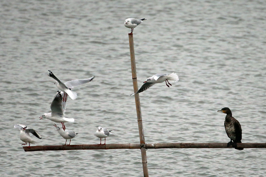 呆れるカワウさん
